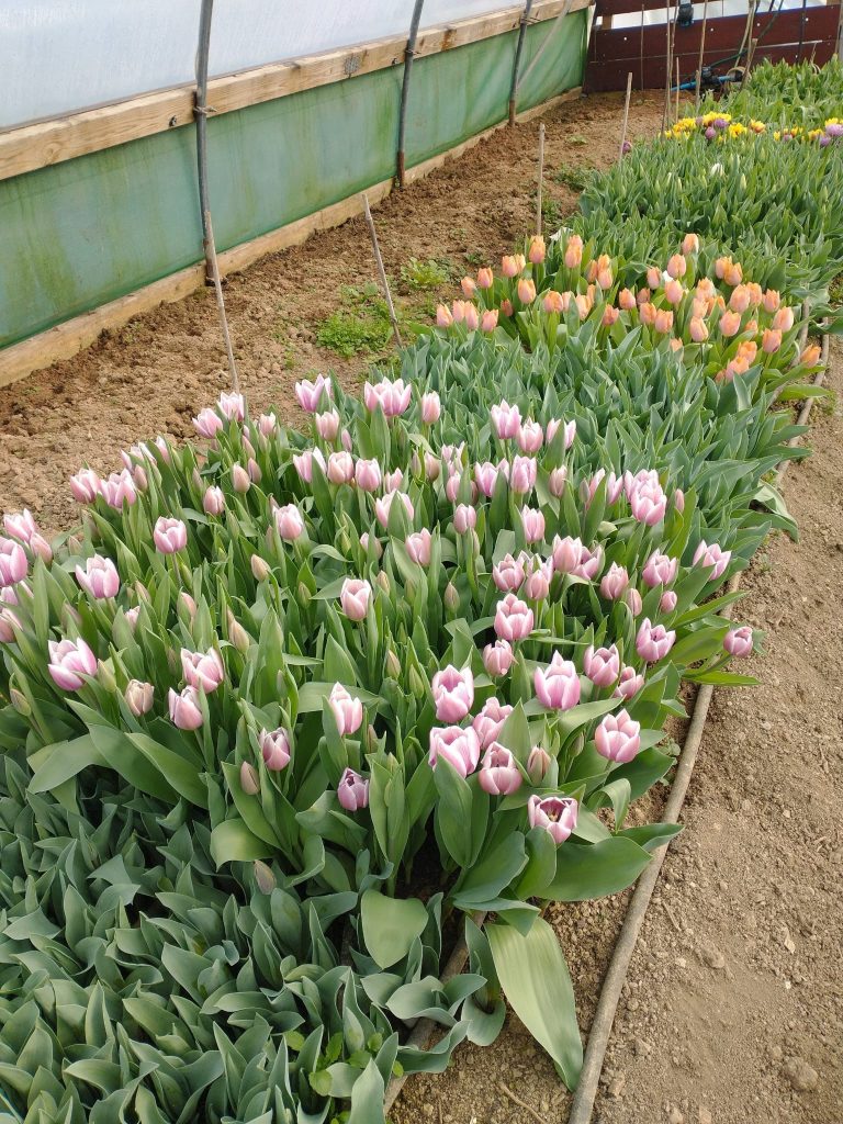 Tulips growing